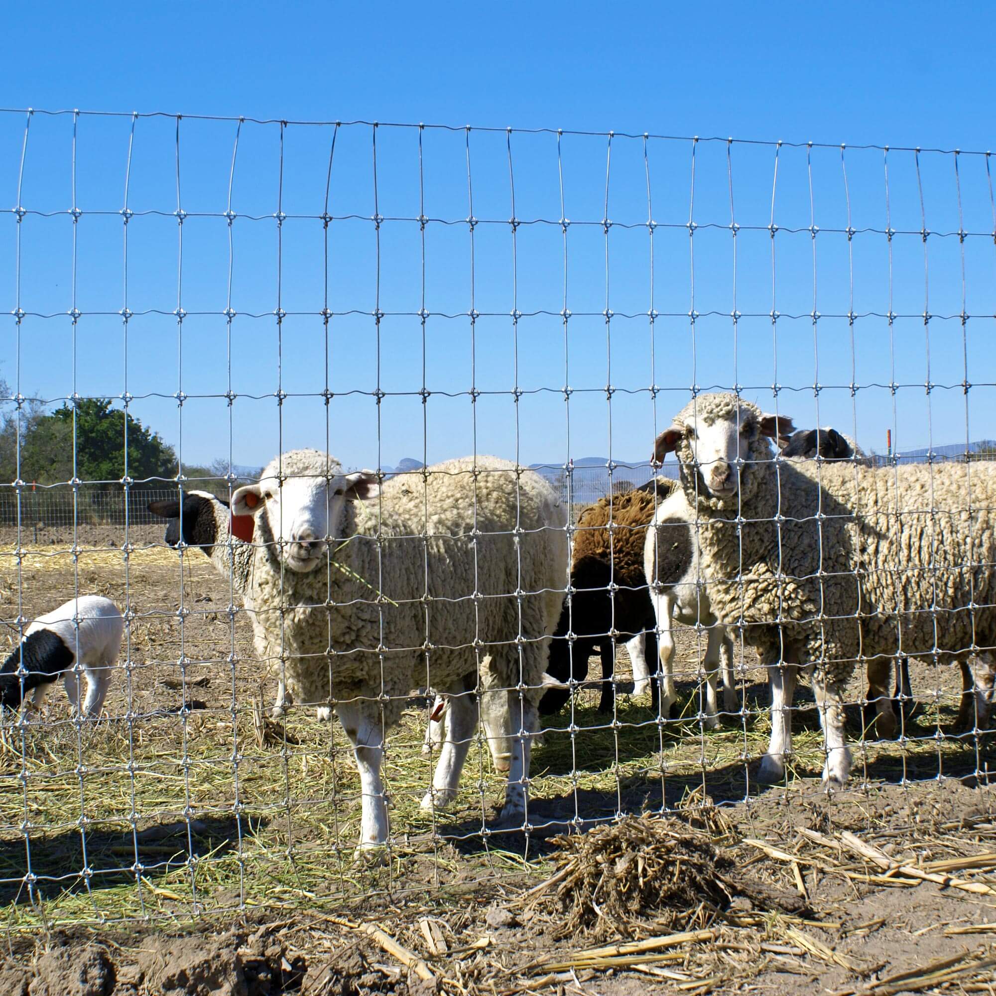 Sheep Goat Wire Barbed Wire